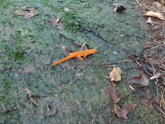 an eft walking across a rock