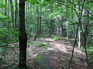 trail through the woods