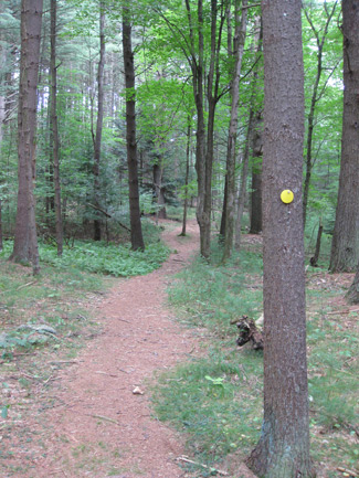 a trail through the forest