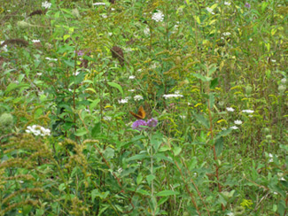 flowery meadow