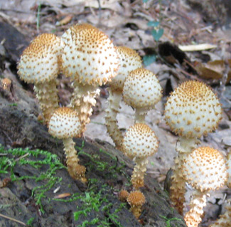 mushrooms growing on a log