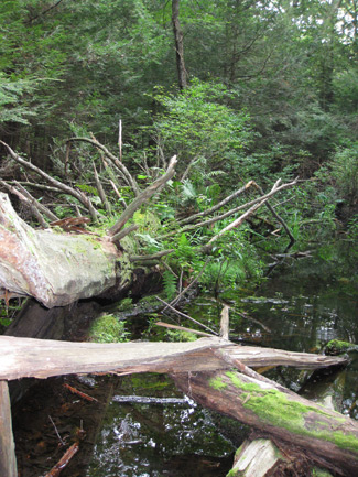 vernal pool and a downed log