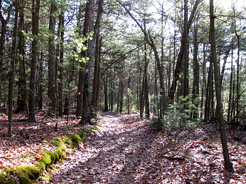 another view of a trail in Adams Woods