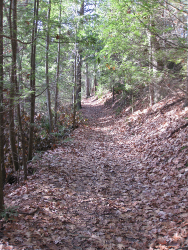 a view of a trail in Adams Woods