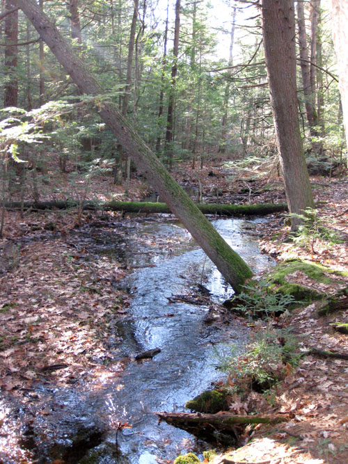 woodland creek, second view