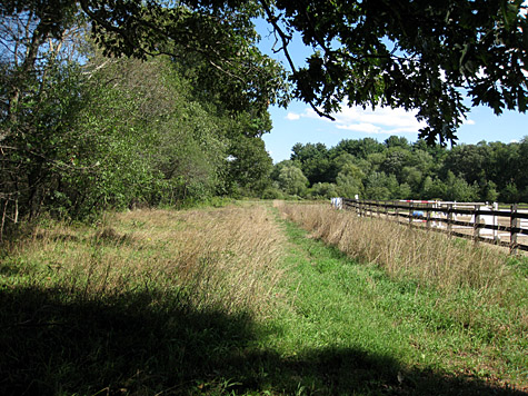 looking from the field to the Pigeon Hill forest in summer