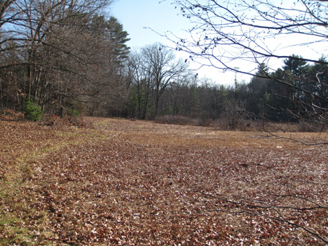 looking from the field to the Pigeon Hill forest in autumn