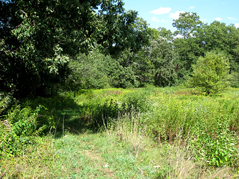 looking from the field to the Pigeon Hill forest in summer